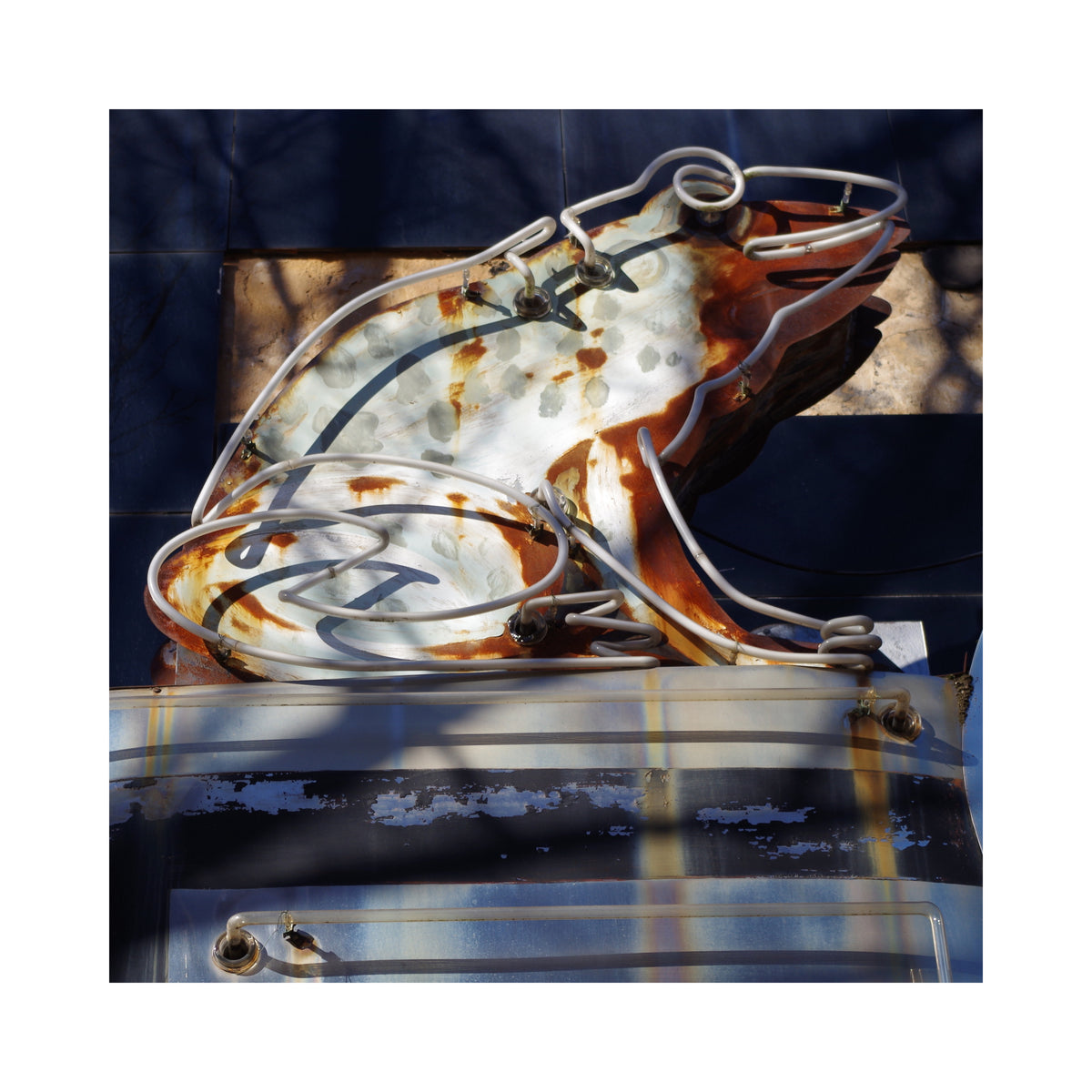 Leaping Frog – Fine Art Paper Print