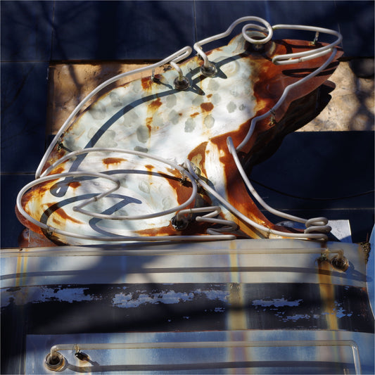Leaping Frog – Metal Print